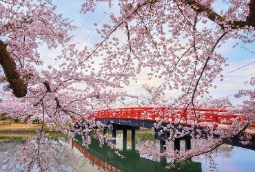 Nâng cao tiếng Nhật cùng nhạc phim Sakura huyền thoại