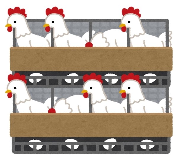 Một trang trại gà tại Hyogo phát hiện chủng virus H5N1